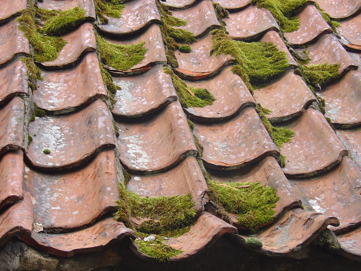 old clay roof with moss