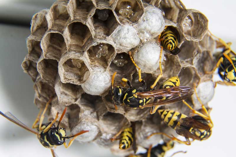 wasp guarding nest under buckling roofing shingle