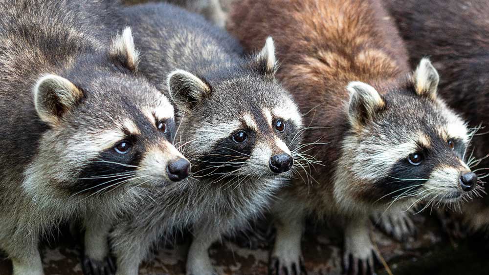 racoons damaging roof