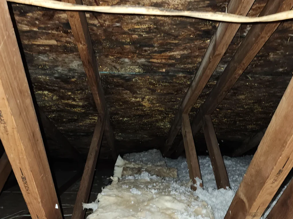 mold in te attic