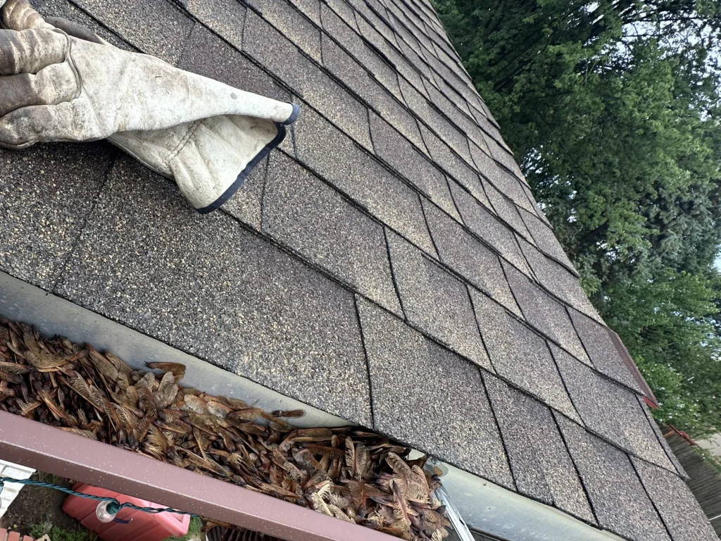 leaves in the gutter